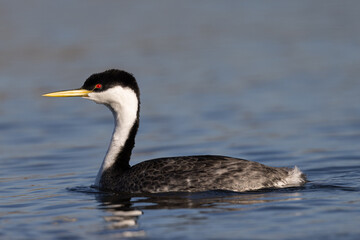 Western grebe, seen in the wild in North California