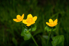 Three Yellow Blossoms Of Marsh Marigold Also Kown As Kingcup Or Warrer Boot - Caltha Palustris - In Close Up View