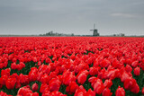 Fototapeta Tulipany - Holland