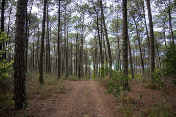 Wall Mural - Pine trees forest view