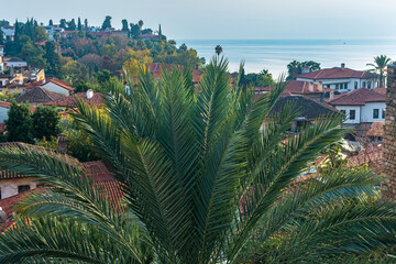 Wall Mural - palm tree against the background of the roofs of an ancient coastal Mediterranean city, Kaleiçi, historic center of Antalya, Turkey
