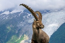 Portrait Of An Alpine Ibex Near The Mont Blanc Massif.