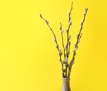 Vase With Pussy Willow Branches On Yellow Background