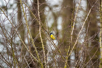 Wall Mural - close up of a great tit (Parus major) feeding amongst winter tree branches, Wiltshire UK 