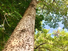 Ceiba Speciosa Tree