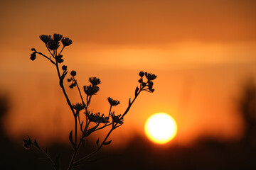 Wall Mural - Dark silhouettes of wild flowers against bright colorful sunset sky with setting sun light