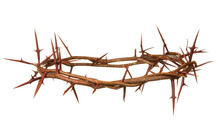 Crown Of Thorns On White Background