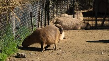 Capybara In The Zoo. Hydrochoerus Hydrochaeris In The Zoo.