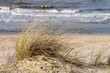 Bałtyk Kępa trawy na wydmie na tle morza