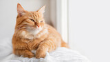 Fototapeta Koty - Calm ginger cat has a rest on window sill. Fluffy pet has a nap in comfort. Horizontal banner with copy space.