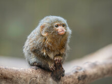 Fluffy Pygmy Marmoset Is Perching On Tree Branch. Portrait Of One Of World's Smallest Monkey.