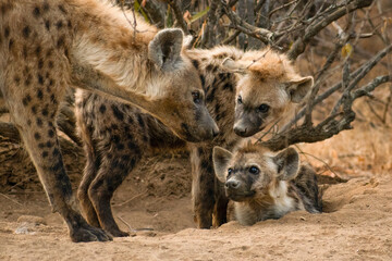 hyena family