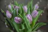Fototapeta Tulipany - bukiet fioletowych tulipanów