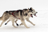 Fototapeta Psy - Two Husky dogs run on a snowy winter crust at high speed with their mouths open.