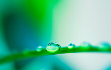 Morning Moisture. Closeup Shot Of Water Droplets On A Leaf.