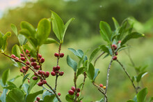 Coca Shrub With Red Seed Growing In Farm