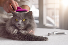 Woman Pet Owner Brushing Grooming Grey Fluffy Longhair Cat