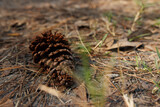 Fototapeta Tęcza - close up of a pine cone