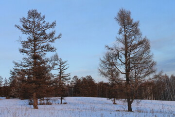 two larches on the background of snow in the winter forest