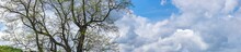 Old Tree On Cloudy Blue Sky Background At The Beginning Of The Spring. Panoramic View.