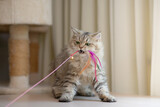 Fototapeta Koty - Cute persian cat playing toy
