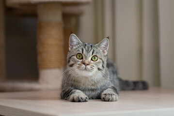 Wall Mural - Cute cat lying on wooden table in living room