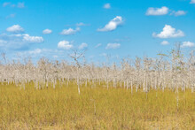 A Roadside View Along Loop Road Within Big Cypress Of The Flooded Prairie Of Everglades National Park With Several Airplant Covered Dead Trees 