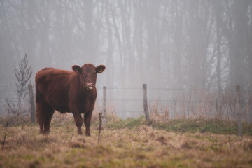 Canvas Print - A beautiful shot of a cattle in a field on a foggy day