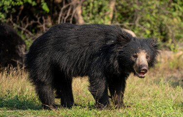 Poster - A closeup shot of a sloth bear in its natural habitat