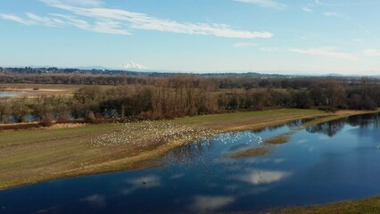Snow Geese wintering in Vancouver Washington by lakes and ponds filmed with drone