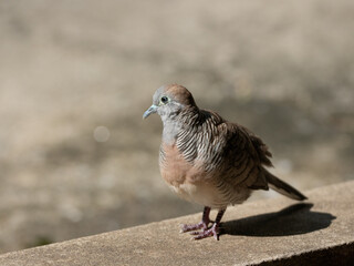 Wall Mural - Close-up Zebra Dove was Standing on The Ground