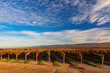 © Kit Leong - Sunny view of the vineyard landscape of Salinas Valley