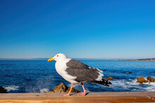 Close Up Shot Of A Seagull Walking