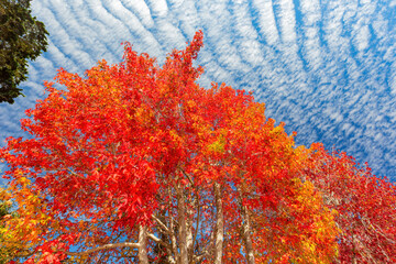 sunny view of a beautiful maple tree with fall color