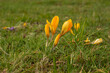 żółte kwiaty na zielonej polanie podczas silnego wiatru