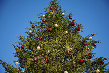 Wall Mural - Christmas tree on a sunny blue sky day