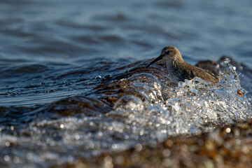 Canvas Print - A close-up shot of a cute Dunlin bird in the water under the sunlight