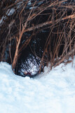 Fototapeta Pomosty - A hole in the snow surrounded with brunches. A hole in the bushes with light coming from the other side