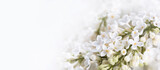 Fototapeta Kwiaty - białe kwiaty bzu