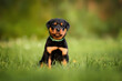 rottweiler puppy in a collar sitting outdoors