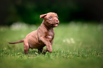 Poster - happy american pit bull terrier puppy walking on grass