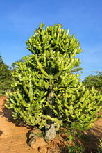 Close Up Of A Large Green Cactus Tree In Warm Sunlight Against Blue Sky, Barichara, Colombia