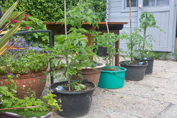 Sticker - Tomato plants growing in flowerpots