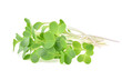 heap of alfalfa sprouts on white background.