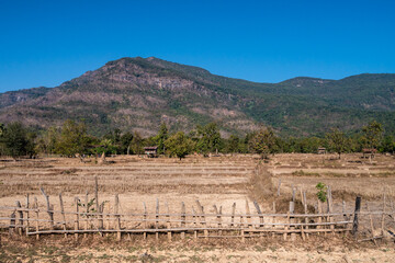 Wall Mural - dried rice fields. southern laos countryside. long drought period