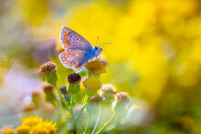 Common Blue Butterfly, Polyommatus Icarus, Pollinating Closeup