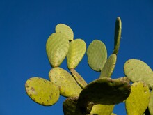 A Green Cactus Against A Cloudless Blue Sky On A Sunny February Day In Sicily, Italy