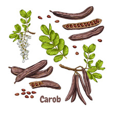 Hand Drawn Carob. Set Sketches With Branch Of Carob, Flowers, Leaves, Seeds And Carob Pods. Superfood. Vector Illustration Isolated On White Background.