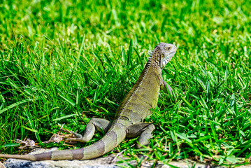 Poster - Lizards on the stones in the harbor in Aruba in the Caribbean