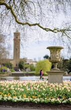 Selective Focus Shot Of Tulips In Royal Botanic Gardens